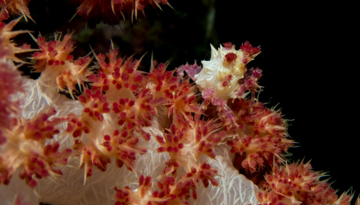 Soft Coral Candy Crab